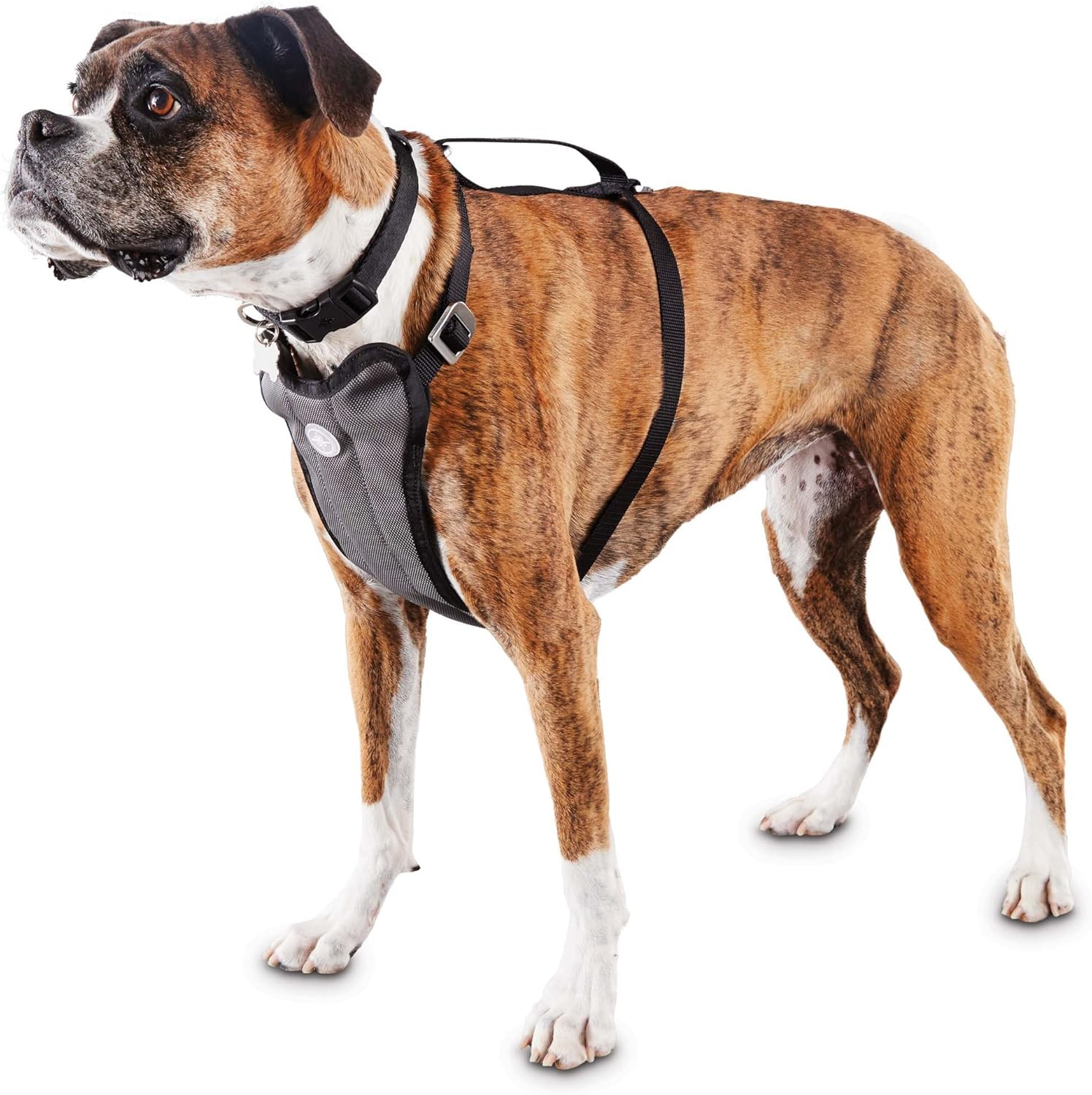 humane animal shelter