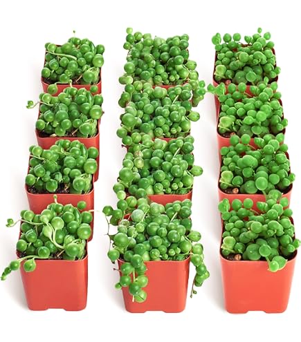 wall hanging succulent planter 1pc Animal Cartoon Flower Vase Succulent Plant Pot Wall main image 0