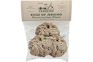 Yerbero - 3 Piece Bundle Rose of Jericho Dried Flower | Selaginella Lepidophylla | Resurrection Plant | 3 Medium Size Roses | Abundance, Prosperity, Sacred Doradilla Plant