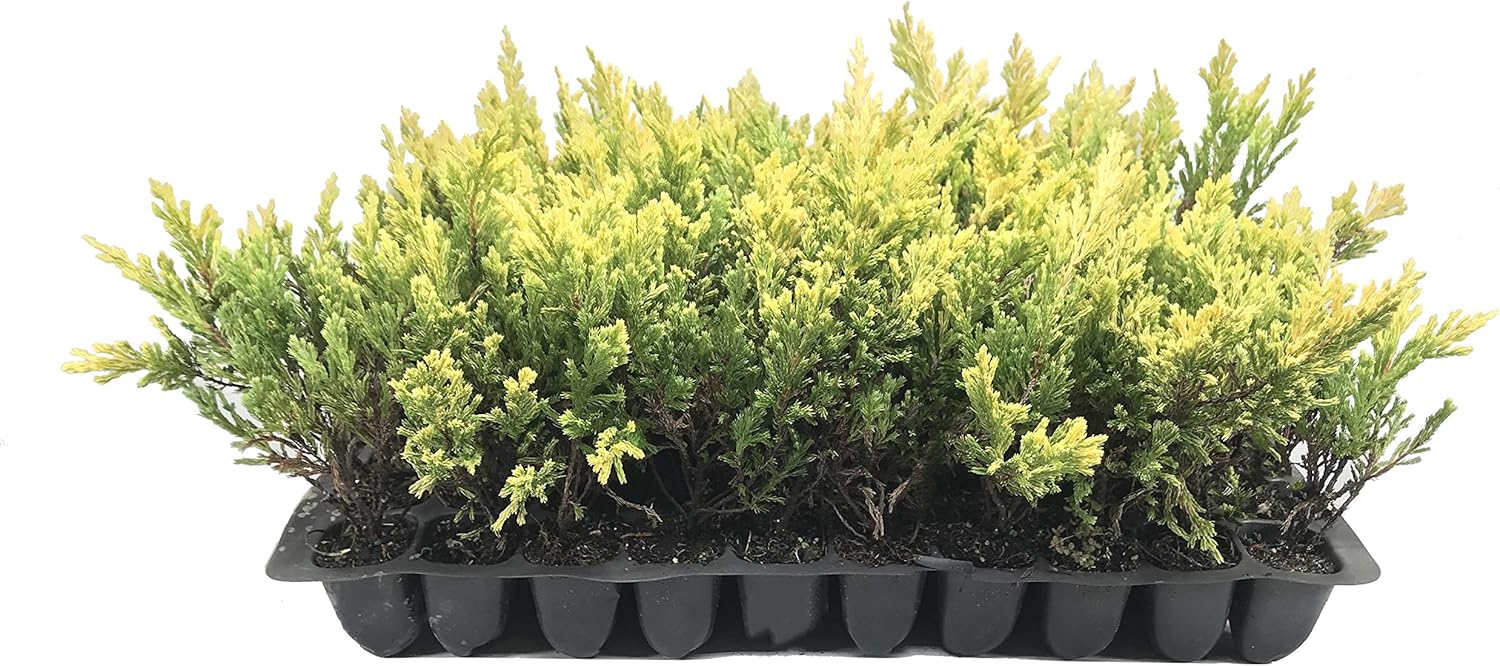 Lime Glow Juniper 10 Live Plants Juniperus