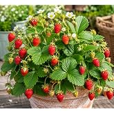 NIKA SEEDS - Seeds Fruit Alpine Strawberry Regina | Sweet Aromatic Berries, Everbearing Variety, Easy to Grow, Ideal for Gardens and Containers