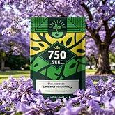 Blue Jacaranda Tree Seeds, Blue-Violet Blooming Ornamental Deciduous Trees | 600 Jacaranda Mimosifolia Seeds, Perennial Plant, Attracts Bees and Butterflies, Drought-Tolerate, Grow Quickly