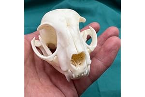 CLLOEAT Wholesale 1/2/3/5/10 pcs Taxidermy Real Animals Skulls, Real Bones Specimen, Supplies Art Bone Vet Medicine 1:1 Animal Bones (10pcs,CAT Skull)