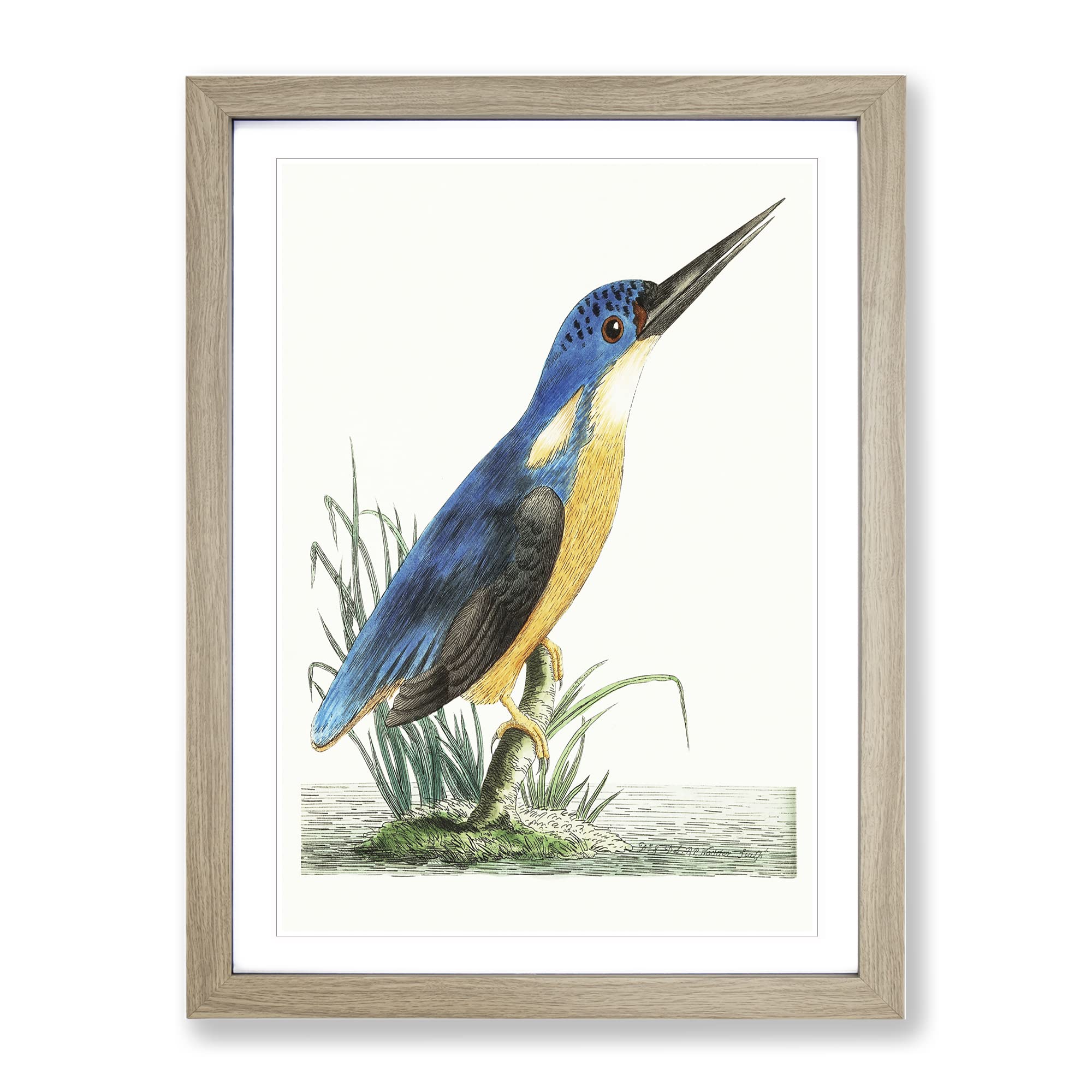 Tridigitated Kingfisher By George Shaw Vintage Framed Wall Art Print, Ready to Hang Picture for Living Room Bedroom Home Office Décor, Oak A4 (34 x 25 cm)