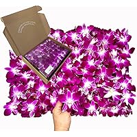 Sunne Tropical OrchidClub USA Loose Bloom Fresh Orchid Flower Head DIY Lei, food & drink decoration (100 PURPLE)