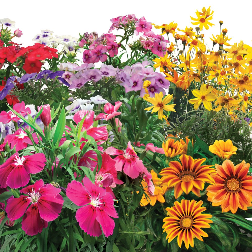 Aero Garden Mountain Meadows Flower Seed Pod Kit No herbicides No