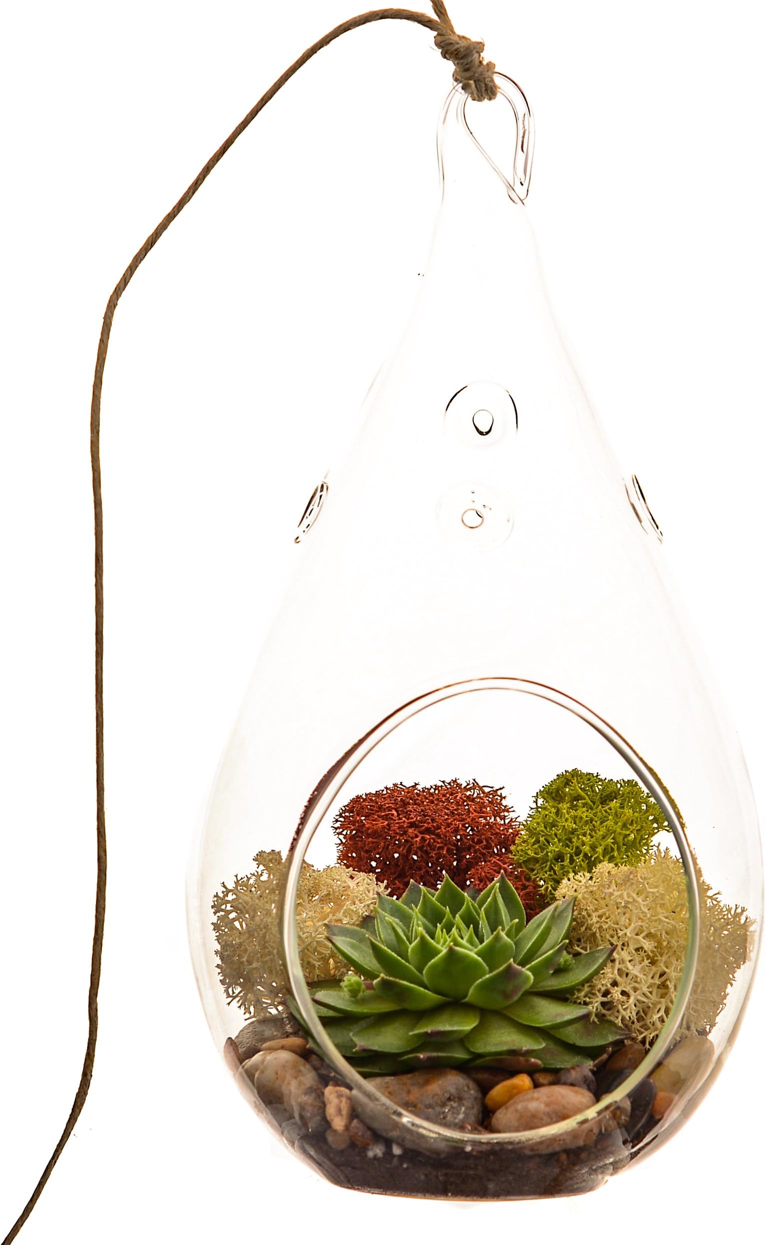 Bliss Gardens Succulent Terrarium with Moss and River Rocks / 7" Teardrop Glass