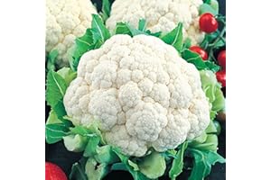 AXEL'S GARDEN SEEDS Snowball Cauliflower Seeds for Planting - Non-GMO Heirloom Packet with Instructions to Plant & Grow a Home Outdoor Vegetable Garden (200 Seeds) – Great Gardening Gift, 1 Packet