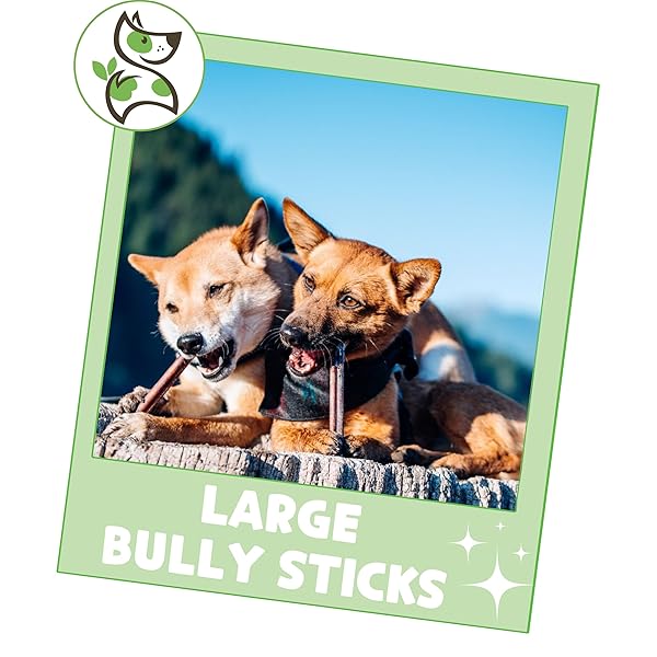 NATURE GNAWS LARGE BULLY STICKS FOR DOGS 11-12″ (5 COUNT) – THICK LONG LASTING FOR AGGRESSIVE CHEWERS AND LARGE DOGS – NATURAL BEEF DOG CHEW BONES
