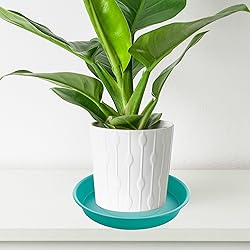 Bleuhome 6 Pack of 8 inch Plant Saucer