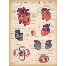 Human Heart Chart Anatomy Physiology Poster Map Canvas