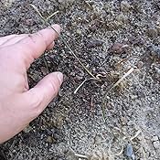 Indian summer pflanze Indian summer pflanze