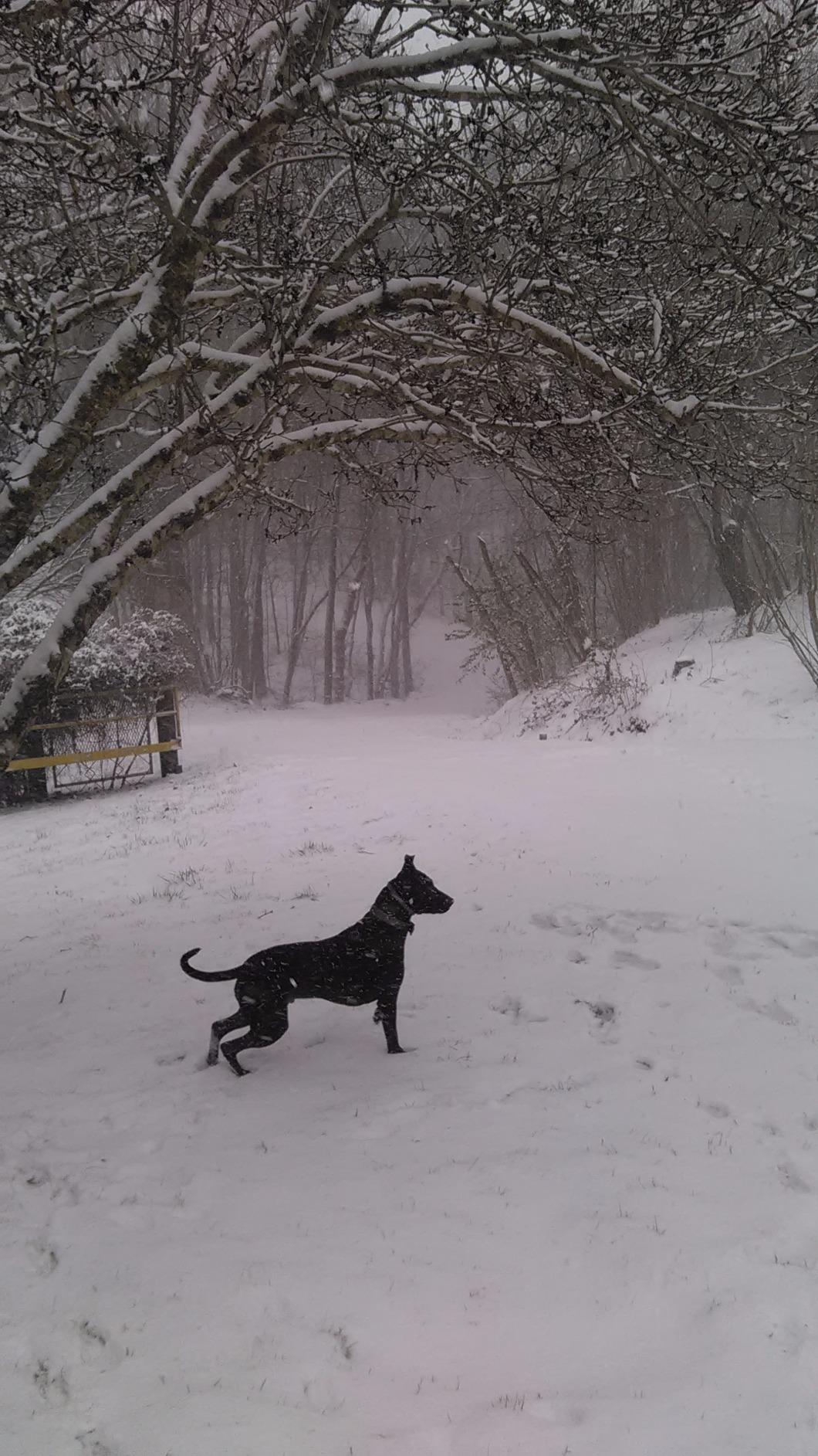 IAMS Proactive Health Minichunks Adult Dry Dog Food with Real Chicken, 30 lb. Bag photo review