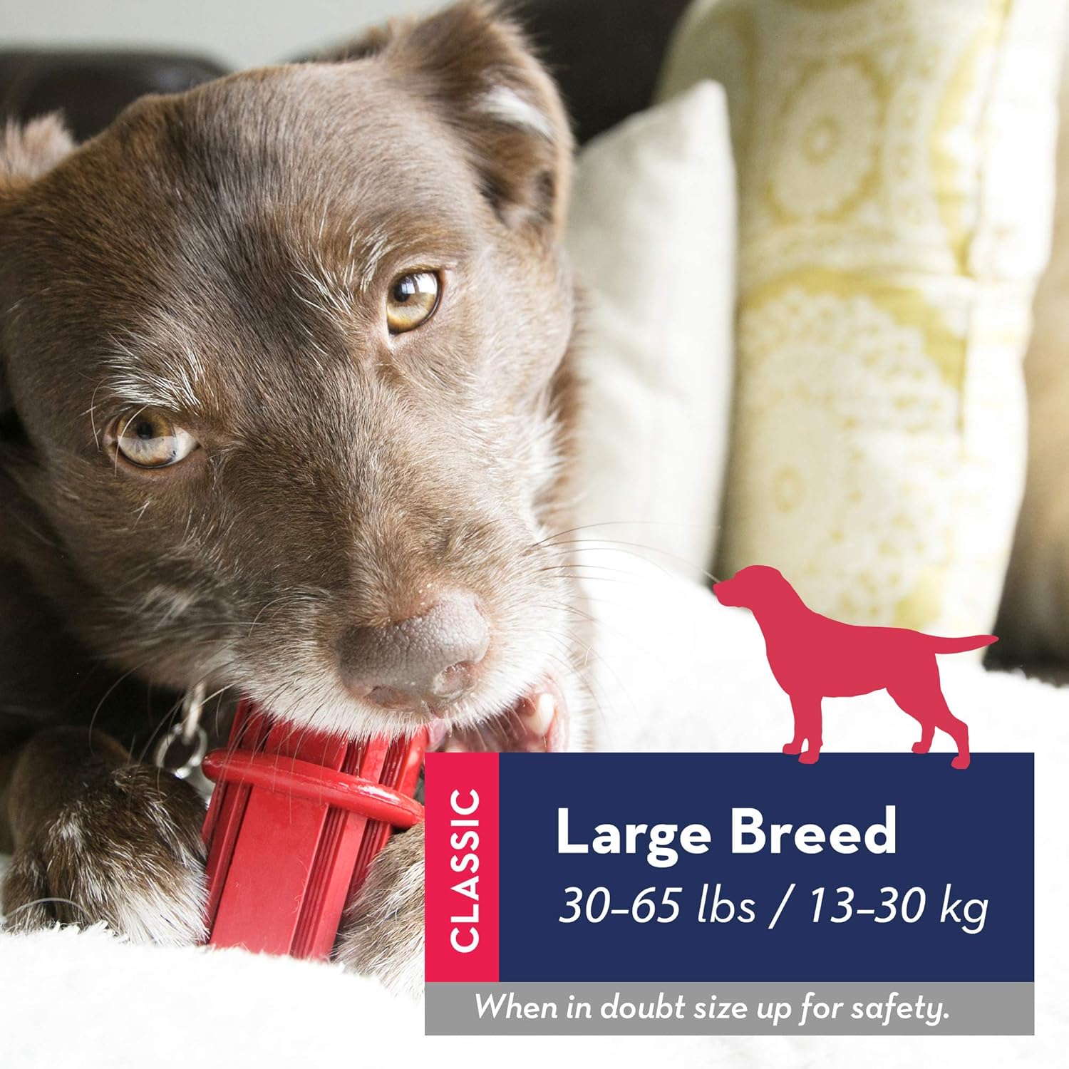 dental kong for dogs