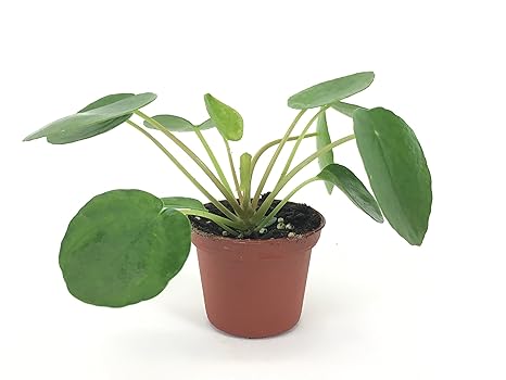 Pilea Peperomioides 2 Pot Chinese Money Plant Pancake Plant Ufo Plant -