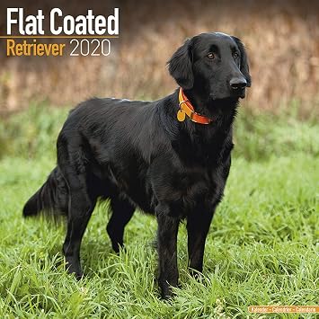 Amazon Com Flatcoated Retriever Calendar 2020 Dog Breed