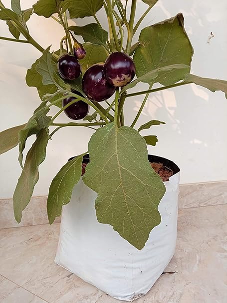 ROCHFERN Plastic Grow Bags, White, 35X20X20CMS, 10 Pieces