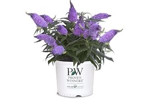 PROVEN WINNER 2 Gal. Pugster Ameythst Buddleia Shrub