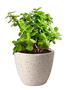 Rolling Nature Good Luck Jade Plant In Round Dew Ceramic Pot