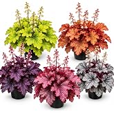 5 Pack Mixed Heuchera Live Plant Plugs &ndash; Assorted Coral Bells Perennial Plants &ndash; Colorful Purple, Lime, Rose, Bronze &amp; Silver Foliage &ndash; Shade Garden Collection
