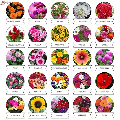 Kraft Seeds Varieties of Summer Flower 