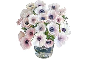 WANGBINYU 18 Stem Black Hearted White Anemone Fresh Cut Flowers Los Angeles Flower Market Flower Arrangement for Birthday Anniversary Friendship and Love Gifts
