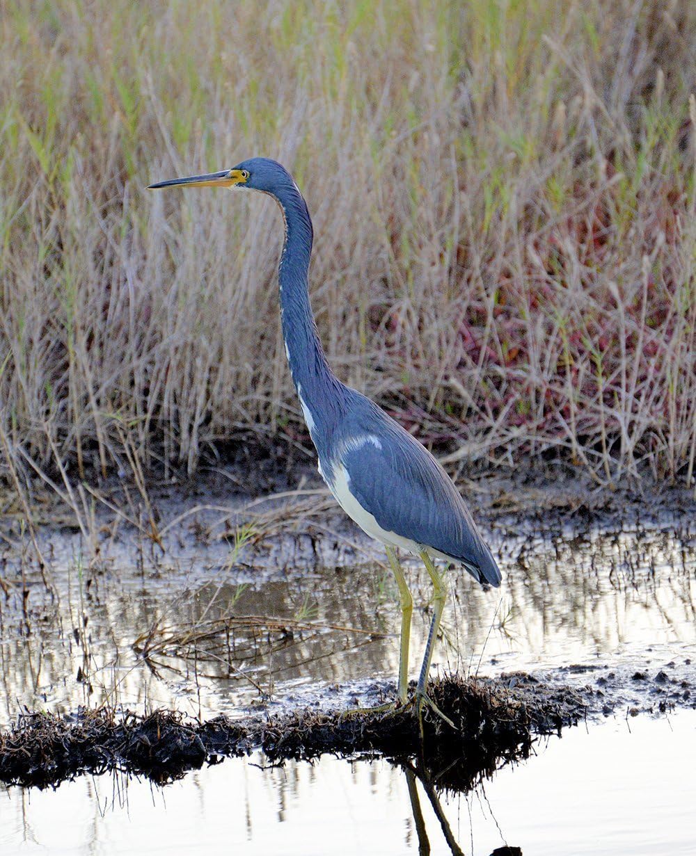 Tricolored Heron Giclee Canvas Print by Karina Brown