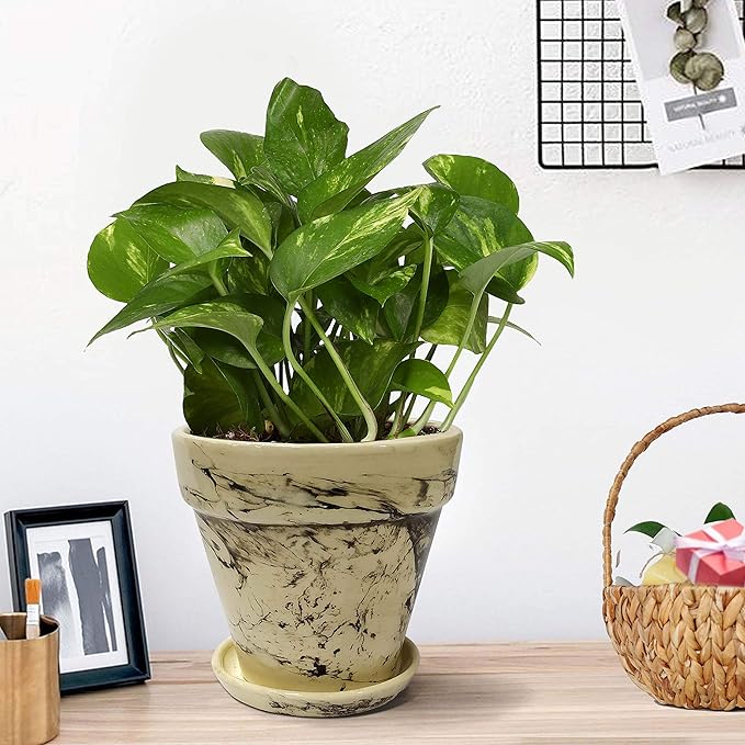 NURTURINGREEN 25-30 Leaves Money Plant Indoor with Brown Ceramic Pot (Live Natural