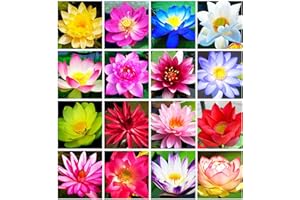 BULBORIUM 30 PCS Bowl Lotus Seeds Bonsai Lotus Seeds for Planting Water Lily Pink Purple Red Flower Aquatic Plants Seed Pond Plants Non GMO Home Garden Flowering