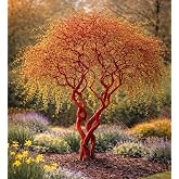 Scarlet Curly Willow Cuttings to Plant - Vibrant Red Corkscrew Willow | Fast Growing Ornamental Tree | Live Dormant Hardwood Starts (2 Cuttings)