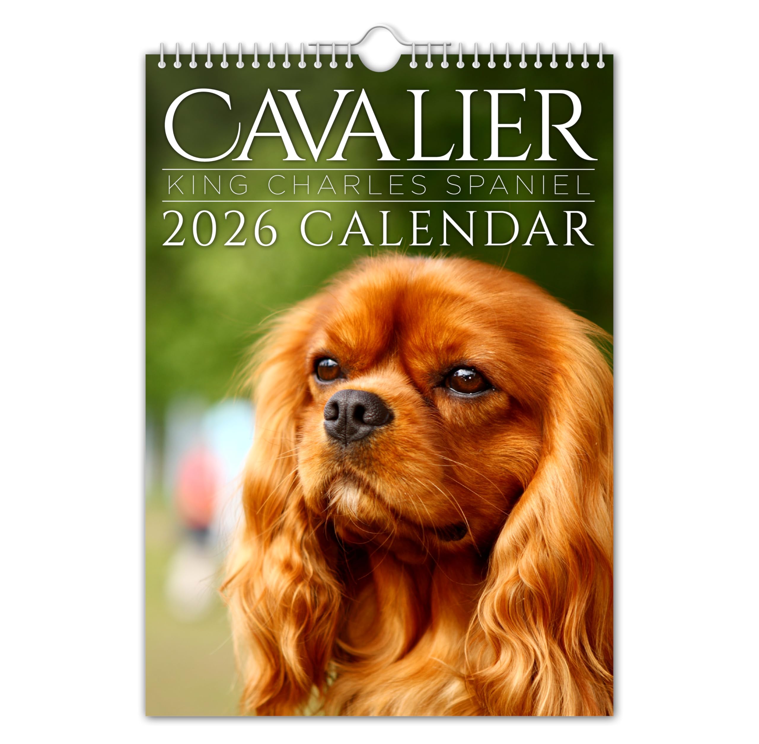The Calendar King // Cavalier King Charles - A4 Size 2026 Wall Calendar