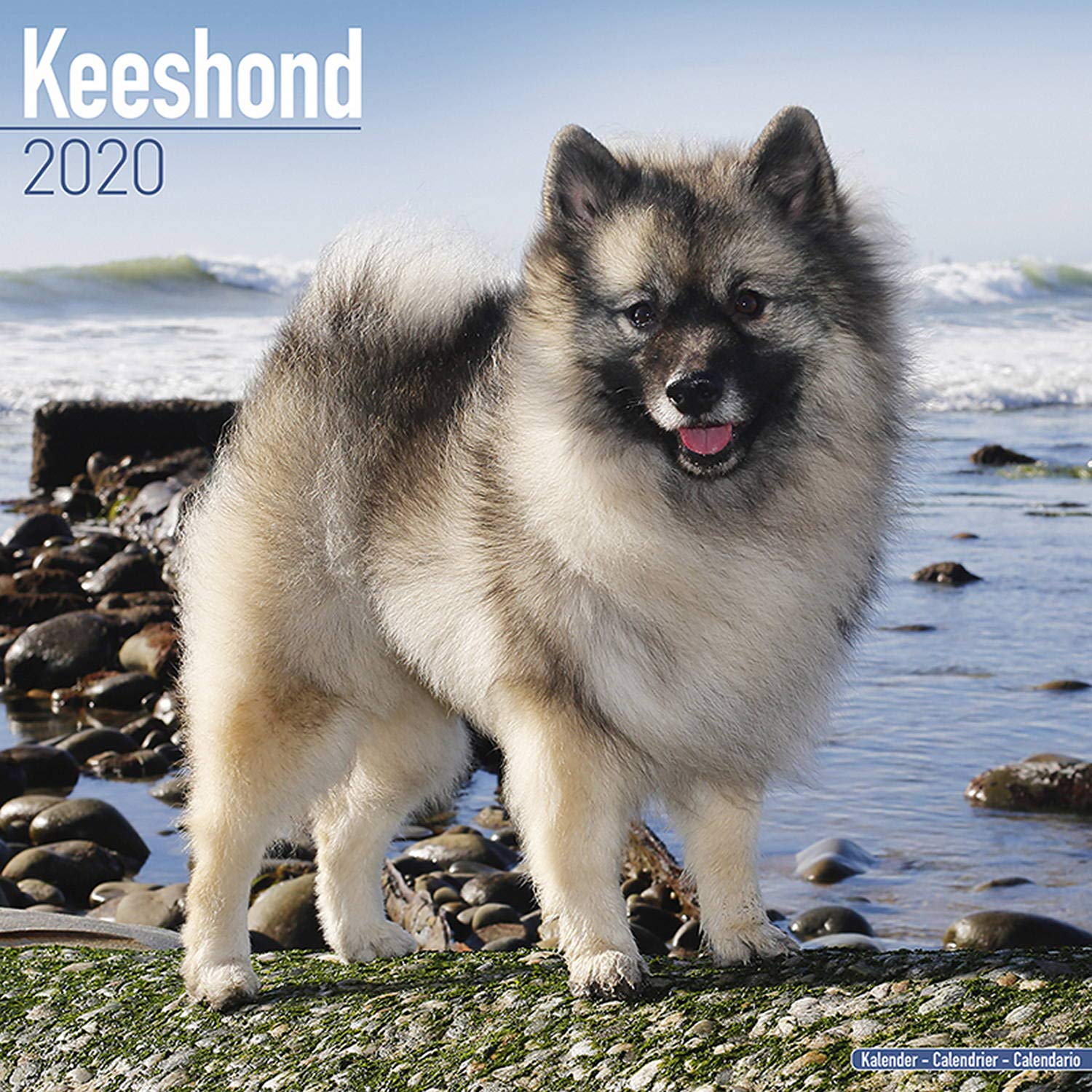 Keeshond Calendar Dog Breed Calendars 2019 2020 Wall Calendars 16 Month By Avonside Multilingual Edition Megacalendars 9781785806209 Amazon Com Books