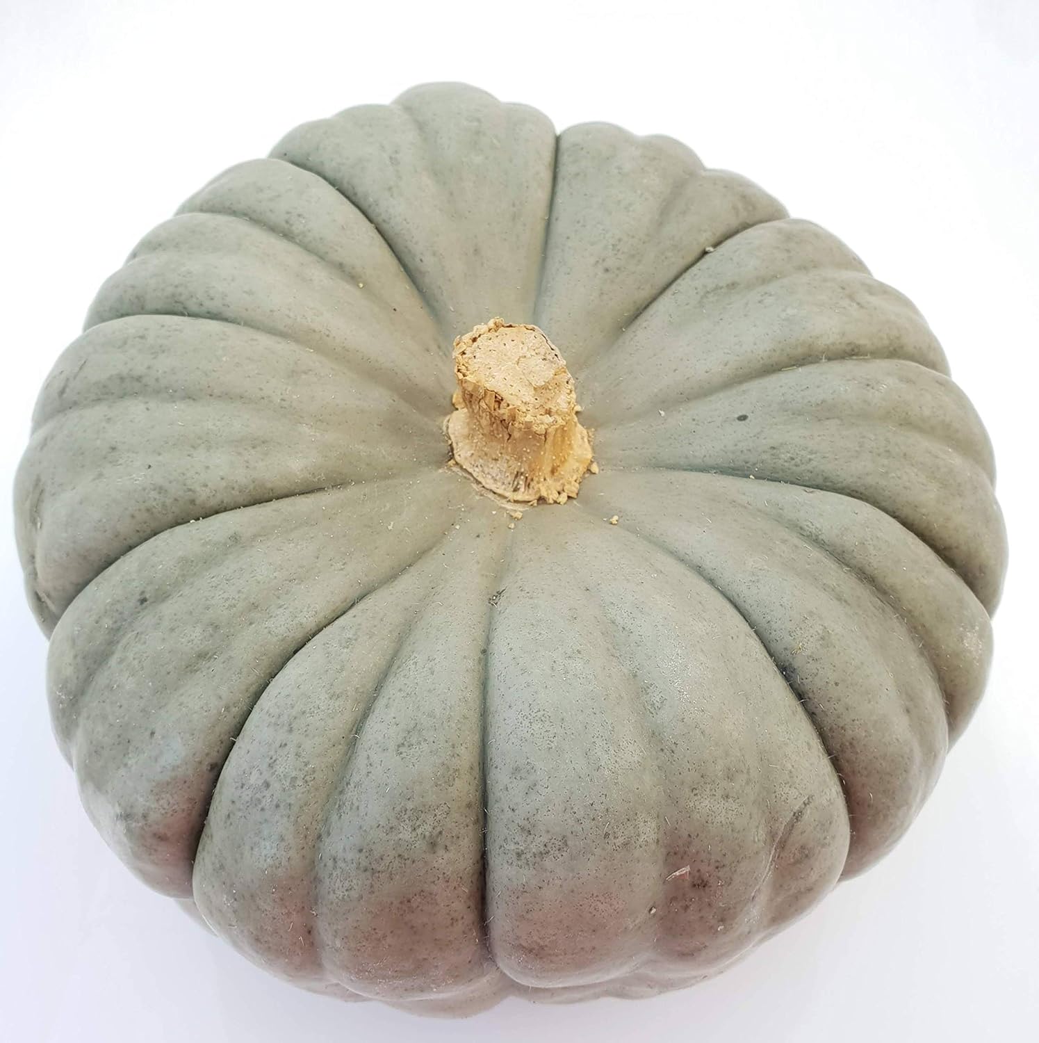 Grey Star Kürbis ca. 2-5 kg: frischer Speisekürbis direkt vom Gärtner