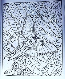 Amazon.com: Creative Haven Butterflies Color by Number Coloring Book