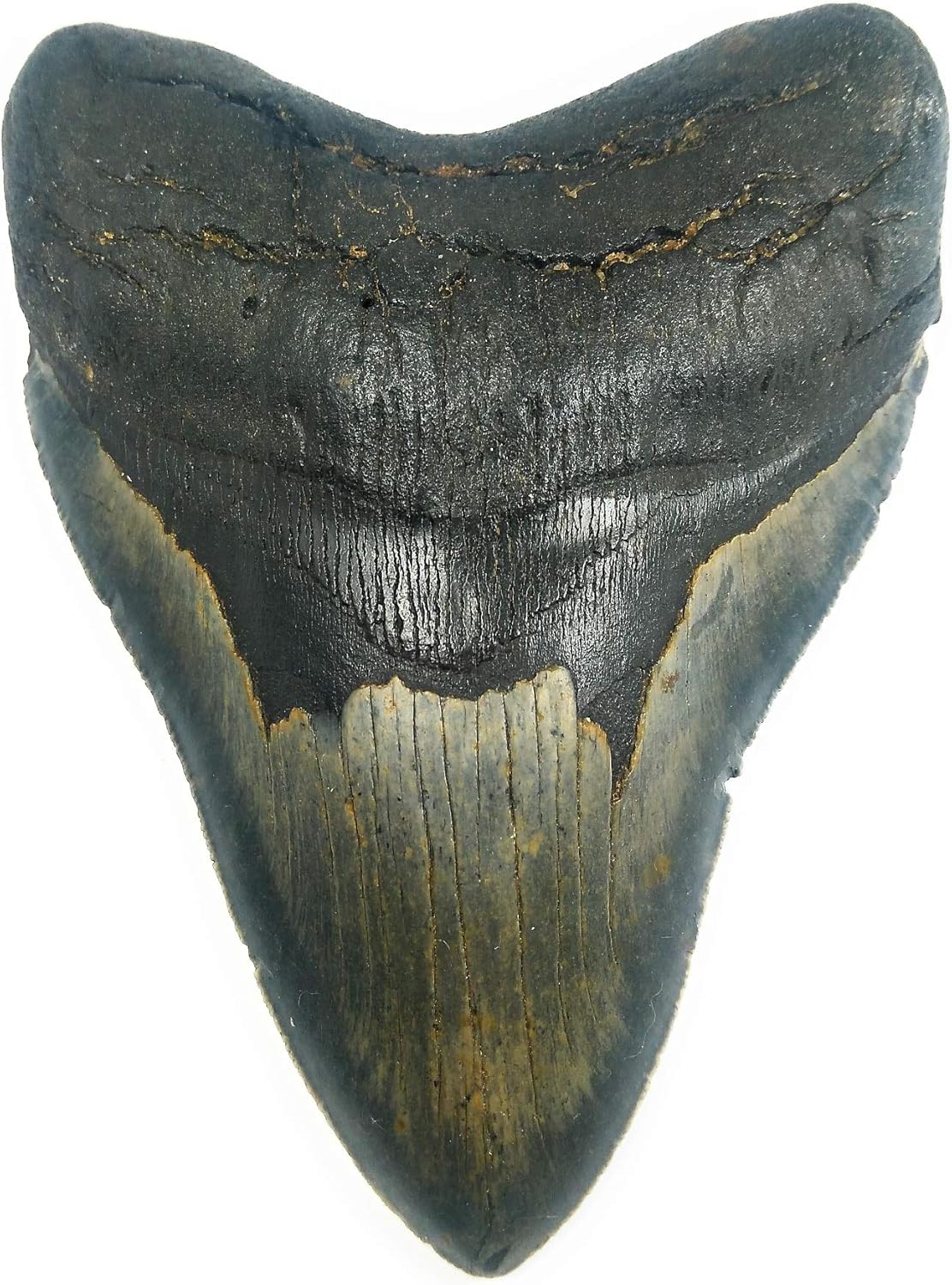 Exact Tooth as Shown in Image - Gargantuan Monster Megalodon Fossilized Shark Tooth with a Free 8-1/2" x 11" Certificate of Authenticity and Custom Acrylic Tooth Stand (5.587")