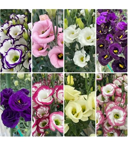 thumbnail image 2 of Lisianthus (Eustoma) Grandiflorum Rosanne 2 Green - Muller Seeds 2 of 11