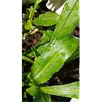 Non-GMO Organic Vietnamese Culantro 100 Seeds - Also Known As Recao Long Coriander Mexican Coriander Thai Parsley Ngo…