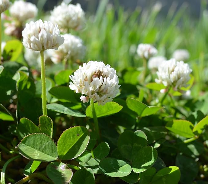 White Dutch Clover 10 FULL POUNDS Garden & Outdoor White Dutch Clover 10 FULL POUNDS Garden & Outdoor