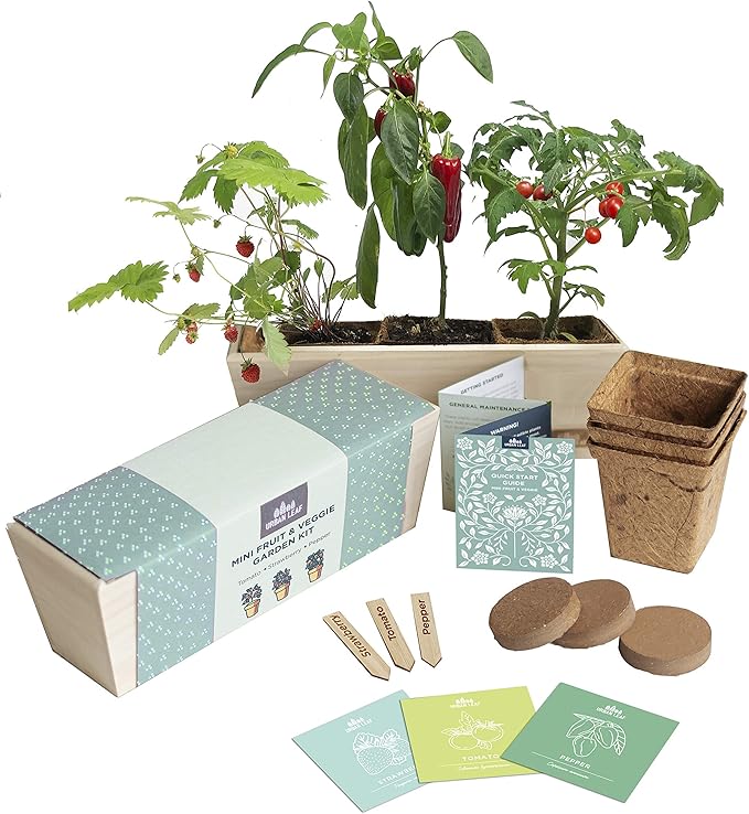Amazon Vegetable Garden Starter Kit Grow Your Own Mini Tomatoes Peppers And 