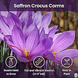Saffron Crocus Corms for Planting – 10 Large