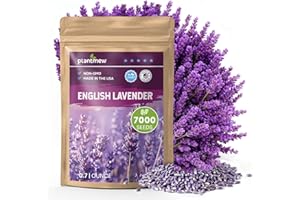 PLANTMEW English Lavender Seeds for Planting Outdoors or Indoors, 7000+ Heirloom Non-GMO Seeds, 90% Germination Rate, Container, Herb Garden, Culinary & Crafts (0.7 Ounce Pouch)