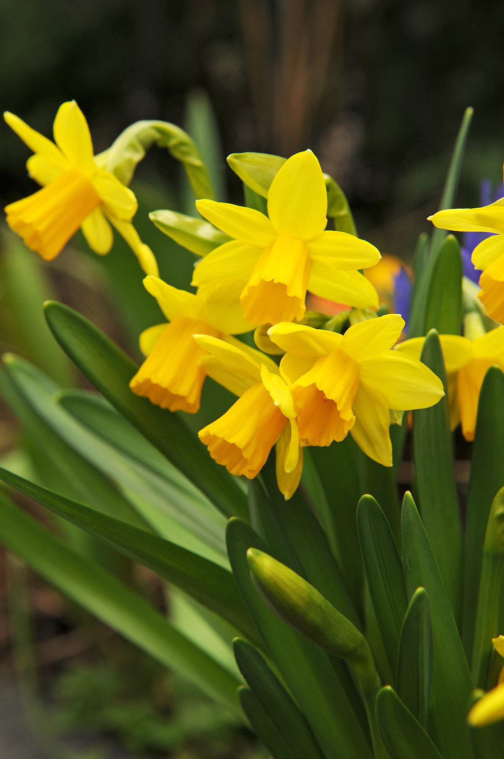 100 Dutch Grown Daffodil Bulbs - Early Spring Flowering - Autumn Planting - Narcissus Tete a Tete - Miniature - Yellow