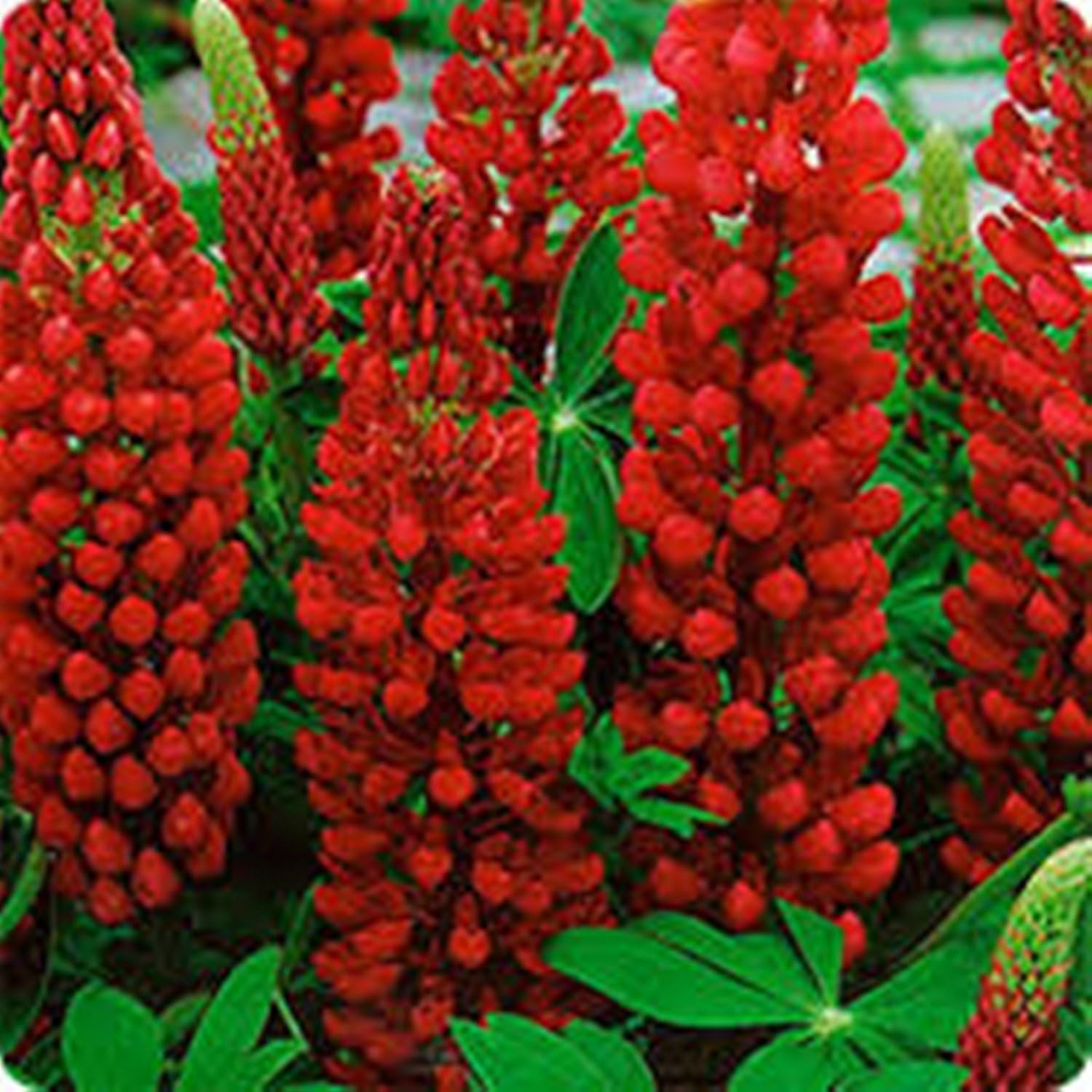Lupine Red Flame - 30 Seeds - Organically Grown - NON-GMO