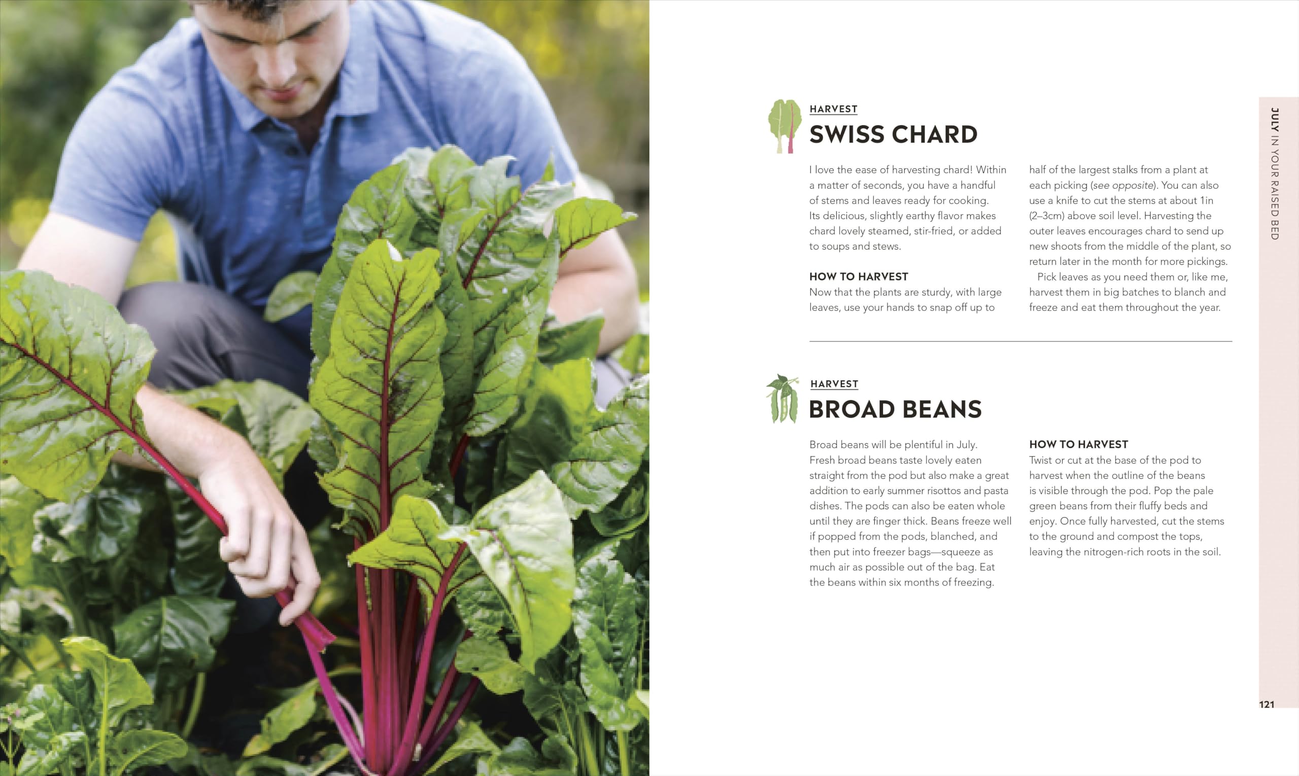 Veg in One Bed New Edition: How to Grow an Abundance of Food in One Raised Bed, Month by Month