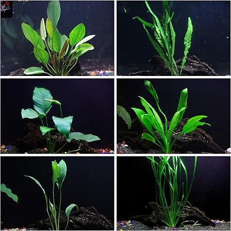 aquarium plant bundle