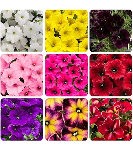 香水(男性用) PETUNIA Sweetunia Johnny Flame - Products - Dümmen Orange