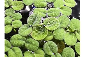TRUBLU SUPPLY Salvinia Minima - Water Spangle - Tropical Floating Plant Aquarium Pond - 10+ Plants