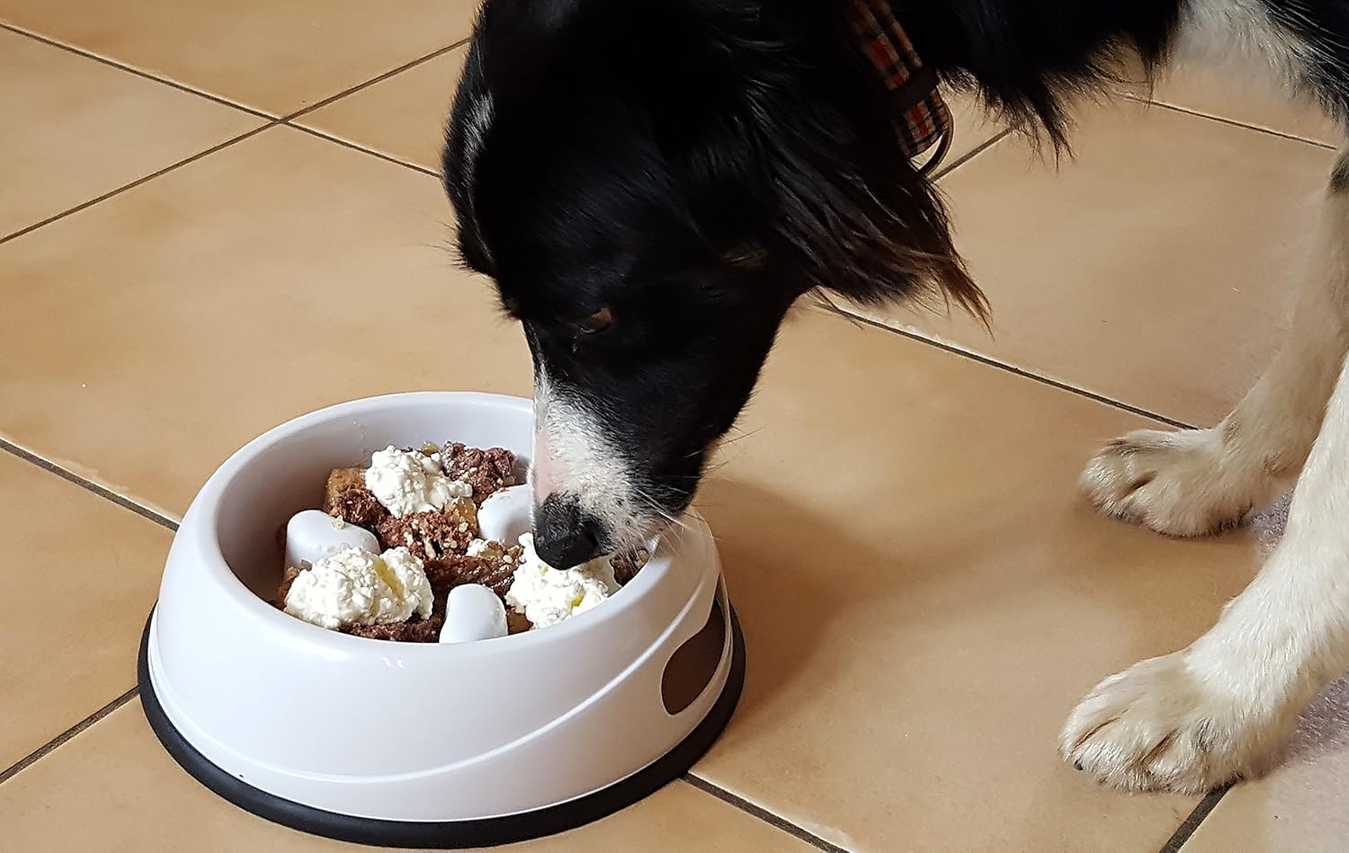 VetMedia AntiSchling Napf für Hunde I Futternapf für gesundes und