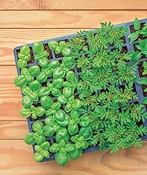 Burpee XL Self-Watering Growing System Indoor Seed