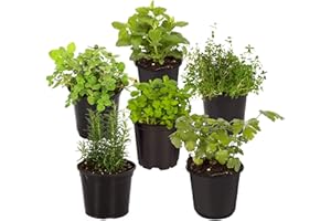 THE THREE COMPANY Live Aromatic and Edible Herb Assortment (Lemon Verbena, Eucalyptus, Mint, Lemon Balm, Other Assorted Herbs), 6 Plants Per Pack